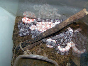 babyboas001.jpg