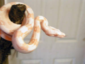 babyboas003.jpg